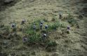 Wandern Piemonte - Campanula alpestris